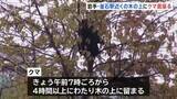 「岩手・釜石市中心部にクマ居座る　JR釜石駅から約200mの木の上に4時間以上　わなで捕獲試みる」の画像1