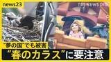 「“春のカラス”に要注意…「夢の国」の人気キャラクターの髪にも悲劇　対策が追いつかない理由とは【news23】」の画像1