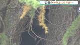 「公園の木の上にクマ発見・捕獲　体長1m以上ある成獣のオス　長野・松本市」の画像1