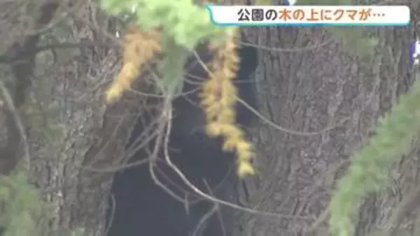 公園の木の上にクマ発見・捕獲　体長1m以上ある成獣のオス　長野・松本市