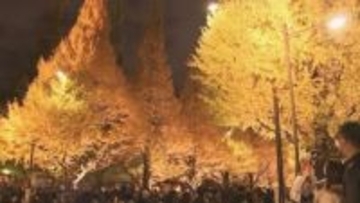 神宮外苑のイチョウ並木 ライトアップ始まる　今月30日まで毎日午後4時半～午後7時半