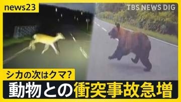 全国で相次ぐクマ出没…動物と車の衝突事故が続出　北海道のレンタカー店「動物に気を付けて」シカとの衝突事故で大破も　注意呼びかけ【news23】