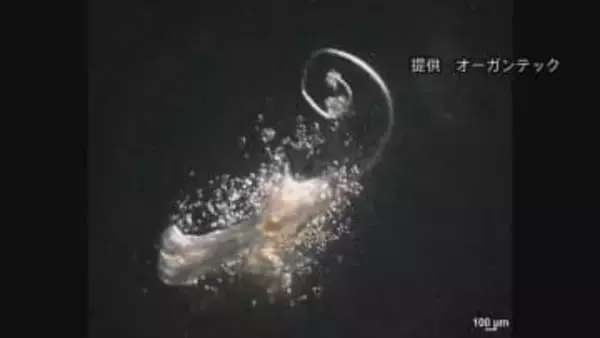 毛包に必要な「第三の細胞」発見し生体外で髪の毛の再生に成功と発表　理研などの共同研究チーム