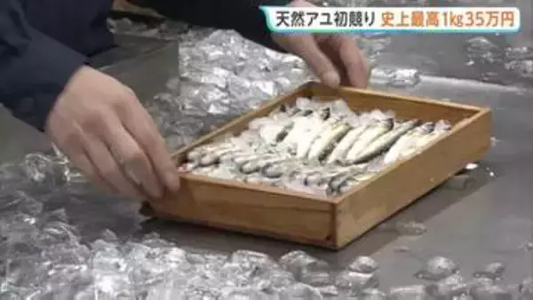 天然アユの初競りで史上最高値 1キロ35万円！「まじかよ…」 岐阜市の中央卸売市場
