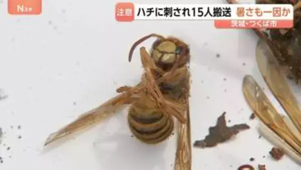 小中高生ら15人がハチに刺される　暴れた原因に“暑さ”か　茨城・つくば市の遊歩道で　消防呼びかけ「ハチの巣を見つけても近づかないよう」
