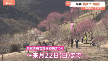 早春 梅まつり開催　梅の里再植樹から10年、日本一の梅の里を襲った悲劇　東京・青梅市【SUNトピ】