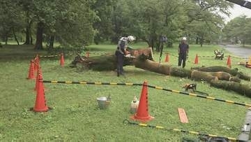 小金井公園で倒木　高さ約13メートルのサクラ　台風の影響の可能性も