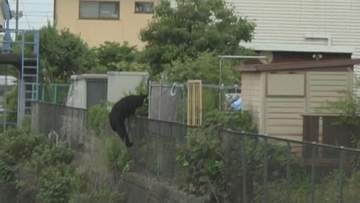 【速報】栃木県宇都宮市で相次ぐクマの目撃情報　JNNのカメラがクマの姿を住宅街で捉える