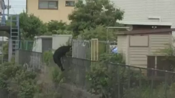 【速報】栃木県宇都宮市で相次ぐクマの目撃情報　JNNのカメラがクマの姿を住宅街で捉える