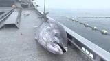 「クロマグロ獲れすぎ…売れば10万円も「海に捨てるしかない」 日本提案の漁獲枠25％拡大案、メキシコが直前で別案支持し合意至らず」の画像1