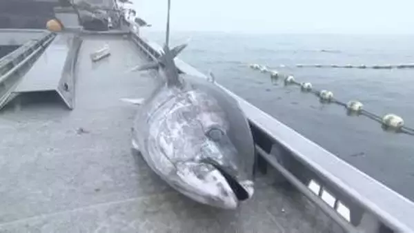 クロマグロ獲れすぎ…売れば10万円も「海に捨てるしかない」 日本提案の漁獲枠25％拡大案、メキシコが直前で別案支持し合意至らず
