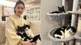 「【 ねこ 】歌手・藤あや子の愛猫マル＆オレオがキャットタワーで「二段露天」　ご満悦の様子を連続投稿」の画像1