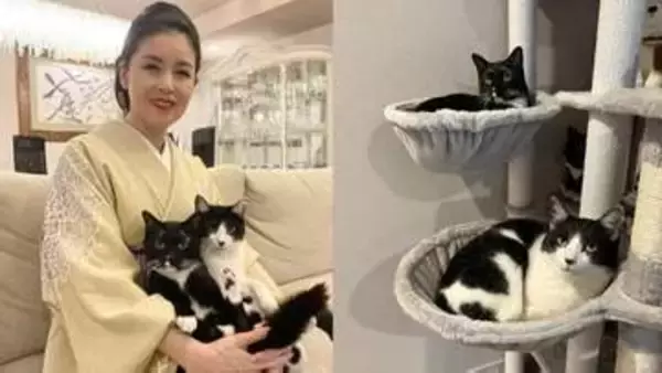 【 ねこ 】歌手・藤あや子の愛猫マル＆オレオがキャットタワーで「二段露天」　ご満悦の様子を連続投稿