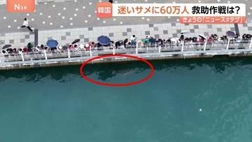 韓国・釜山　水路に迷いザメ？2週間でのべ60万人も訪れる人気者に 海洋警察は海への誘導作戦に奮闘するも大苦戦