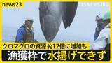 「【クロマグロ“獲れすぎ”】“海のダイヤ”豊漁で異変　国際会議「漁獲枠25％拡大」は突如メキシコ反対で合意ならず【news23】」の画像1