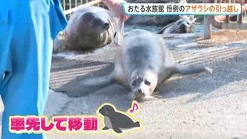 アザラシの引っ越し　冬を前に16頭のアザラシが海を仕切った天然プールから別のプールへ移動　「おたる水族館」 北海道・小樽市