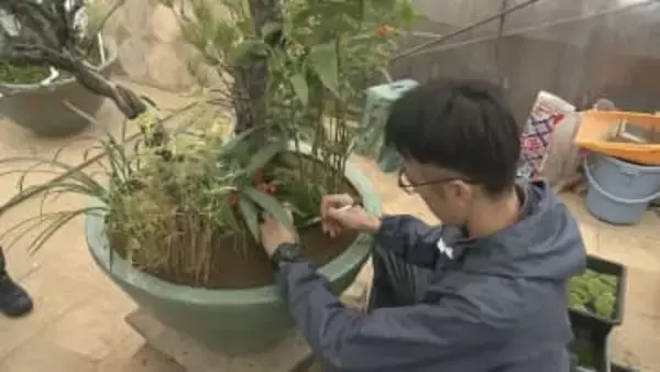 新年の皇居彩る「春飾り」仕上げ作業　梅や松などあしらった皇室伝統の寄植盆栽　高さ2メートル超えるものも