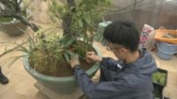 新年の皇居彩る「春飾り」仕上げ作業　梅や松などあしらった皇室伝統の寄植盆栽　高さ2メートル超えるものも