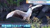 「【独自】特別天然記念物「タンチョウ」が大阪府に飛来　夏の関西で見られるのは「非常に珍しい」専門家も驚き」の画像1
