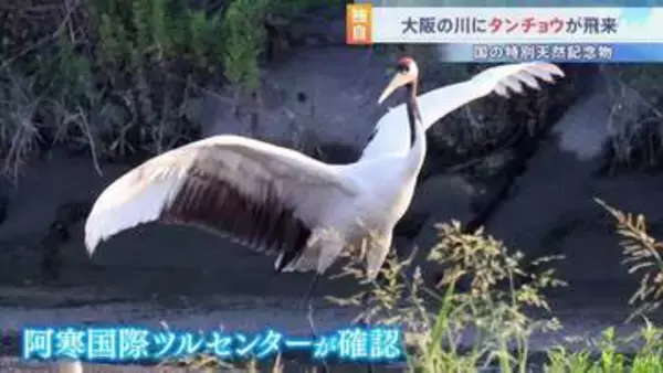 【独自】特別天然記念物「タンチョウ」が大阪府に飛来　夏の関西で見られるのは「非常に珍しい」専門家も驚き