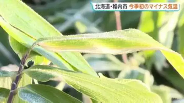北海道稚内市でマイナス0.4℃に…今季初めて氷点下観測 笹の葉もうっすらと白く