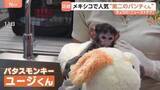「メキシコに“第二のパンチくん”登場　千葉・市川市の子ザル「パンチくん」は“ぬいぐるみ母さん”とバイバイ？たくましく成長中！」の画像1