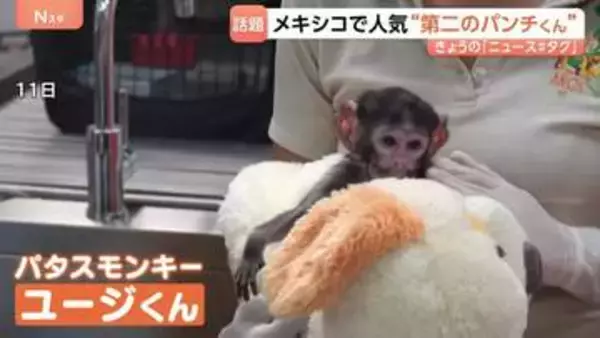 メキシコに“第二のパンチくん”登場　千葉・市川市の子ザル「パンチくん」は“ぬいぐるみ母さん”とバイバイ？たくましく成長中！