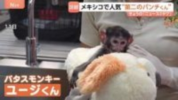 メキシコに“第二のパンチくん”登場　千葉・市川市の子ザル「パンチくん」は“ぬいぐるみ母さん”とバイバイ？たくましく成長中！