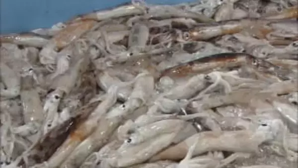 スルメイカ漁に初の停止命令　漁獲枠上限超えで　水産庁