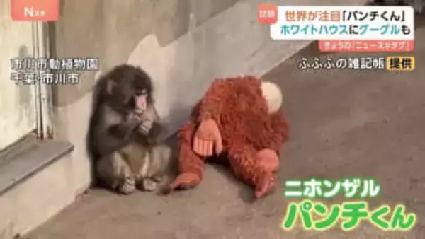 “ぬいぐるみがお母さん”の子ザル「パンチくん」 ホワイトハウスにGoogleまで…世界が熱視線！　千葉県・市川市動植物園