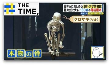 イルカに足！？“骨”で進化を実感…「骨格標本だけど動物園でもある」大学博物館【THE TIME,】