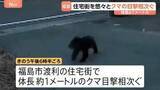 「体長約1mのクマの目撃相次ぐ カメラ映像に住宅敷地内を悠々と歩く姿も 福島市」の画像1