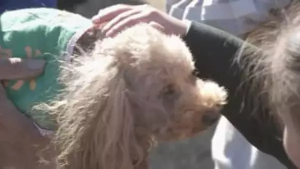 トイプードルの警察犬が3世代で登場　新人“犬のおまわりさん”「ファニー」（2）はすでに現場に出動？！　茨城県警