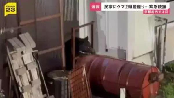 京都府内では初 民家にクマ居座り麻酔銃による緊急銃猟 親子とみられるツキノワグマ2頭 京都・舞鶴市