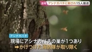 10代未満から50代の男女15人がアシナガバチに刺される　全員意識あり軽傷　巣は消防が取り除く　茨城・つくば市の遊歩道