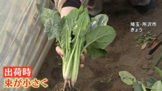 乾燥で野菜が小さくなった！春の陽気でも空気はカラカラ　乾燥でダムは渇水 野菜は生育に問題が　鍋イベントに潤い求める人たちも