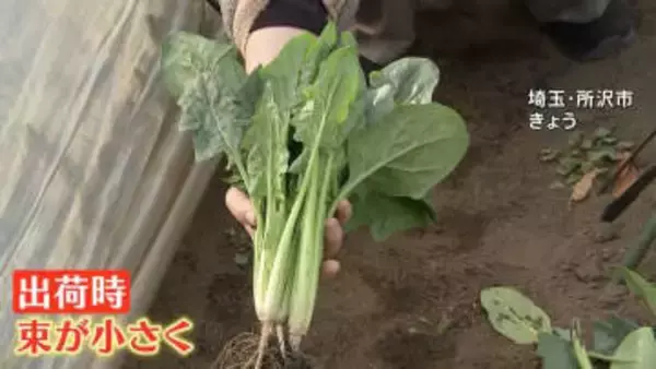 乾燥で野菜が小さくなった！春の陽気でも空気はカラカラ　乾燥でダムは渇水 野菜は生育に問題が　鍋イベントに潤い求める人たちも