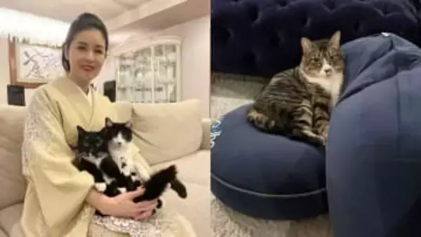 【 ねこ 】藤あや子さんの保護猫「じゃこ天」　3か月で「もうベテラン家猫感」クッション独占でドヤ顔