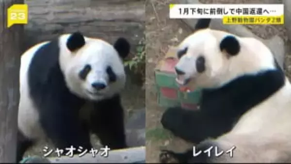「約50年ぶり」日本からパンダがいなくなる…　上野動物園の2頭が1月下旬に中国返還へ　日中対立続くなか期限より1か月早く