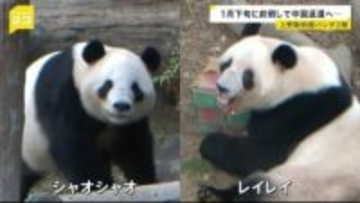 「約50年ぶり」日本からパンダがいなくなる…　上野動物園の2頭が1月下旬に中国返還へ　日中対立続くなか期限より1か月早く