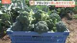 「今月から指定野菜「ブロッコリー」サラダだけじゃない絶品グルメ！一大産地の埼玉県スピード半端ない収穫方法は？」の画像1