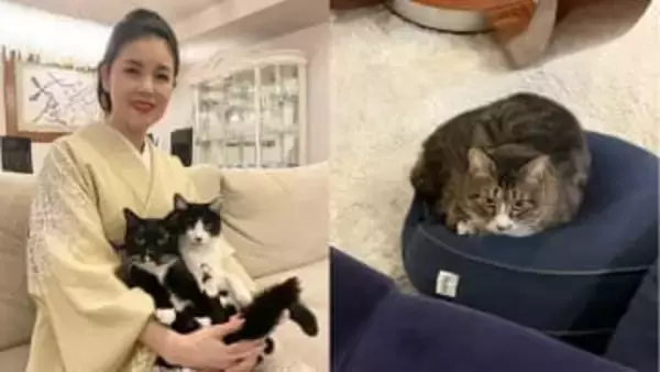 【 ねこ 】藤あや子さんの保護猫じゃこ天　クッションを「強奪」　藤さん “いいぞどんどんやれー”