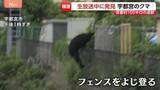 「宇都宮のクマ捕獲　オスの成獣で体長1m超・体重100キロ近く　住民「無事捕獲されて良かった」」の画像1