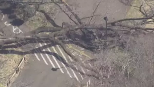 「根にキノコが…」東京・砧公園で大木が根元から倒れ高齢女性がけが　原因と対策は？専門家が語る 「大事なのは管理する側の点検や診断」