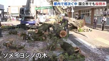 また都内で桜の木が倒れる　国立市・矢川駅前で「10～15mくらいの倒木」と通報　横断歩道ふさぐ　先月～砧公園や千鳥ヶ淵で倒木相次ぐ