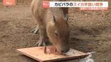 「カピバラの「スイカの早食い競争」 全国5つの動物園が共同で　伊豆シャボテン動物公園からは1歳オス「ブドウ」が参加　結果は…」の画像1