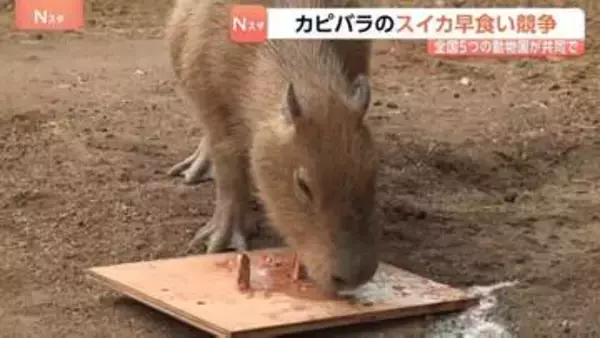 カピバラの「スイカの早食い競争」 全国5つの動物園が共同で　伊豆シャボテン動物公園からは1歳オス「ブドウ」が参加　結果は…
