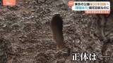 「桜の開花まで18日なのに…都内の公園で20本を伐採「原因は複数の穴」」の画像1