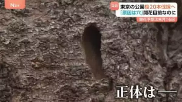 桜の開花まで18日なのに…都内の公園で20本を伐採「原因は複数の穴」