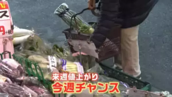 「今週がチャンス」 レタス54円 ホウレンソウ105円　葉物野菜が安い！ 関東“真冬並み気温”に逆戻りの中「鍋が食べたい！」人たちに朗報